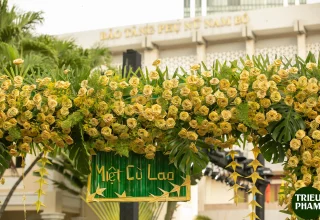 Triều Phạm 2981